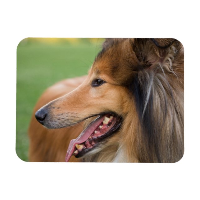 Íman Rough Collie Face (Horizontal)