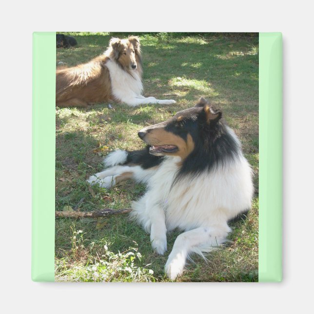 Íman Rough Collies (Frente)
