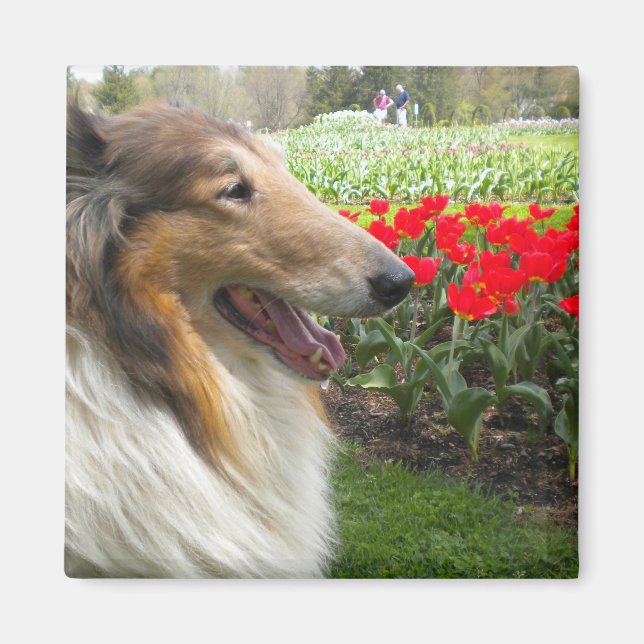 Íman Rough Sable Collie n Tulips Magnet (Frente)