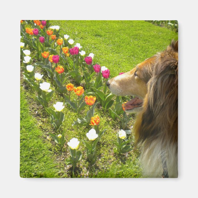 Íman Rough Sable Collie N Tulips Magnet (Frente)