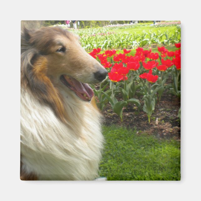 Íman Rough Sable Collie n Tulips Magnet (Frente)