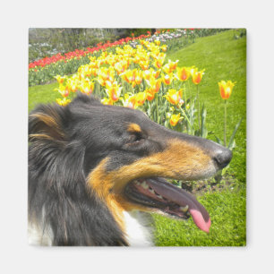 Íman Rough Tri-Color Collie n Tulips Magnet