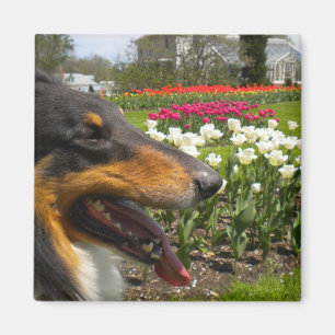 Íman Rough Tri-Color Collie n Tulips Magnet