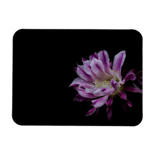 Íman Roxo Real e Cacto Branco