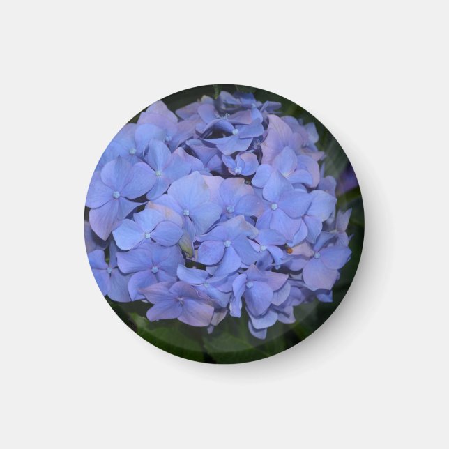 Íman Roxo Roxo Hidrangea macrofilla (Frente)