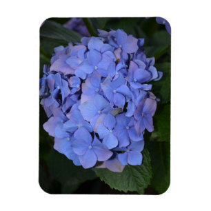 Íman Roxo Roxo Hidrangea macrofilla