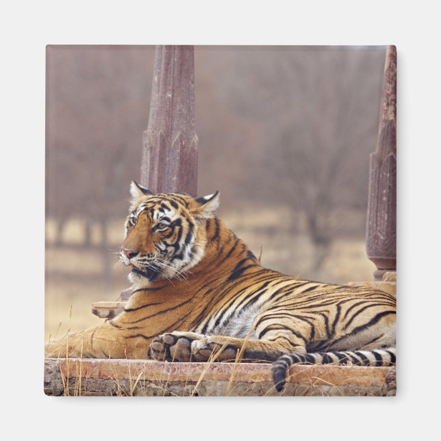 Íman Royal Bengal Tiger no ápice, (Frente)