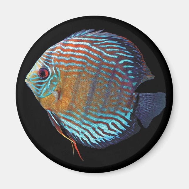 Íman Royal Blue Discus (Frente)