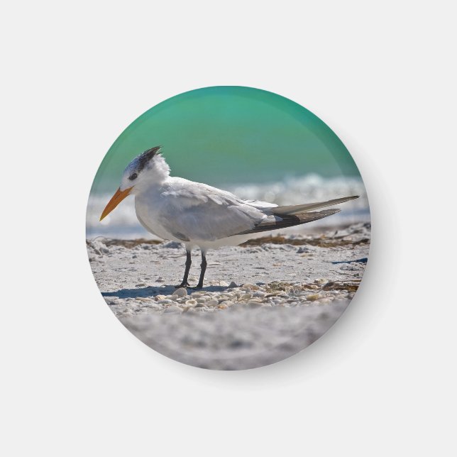 Íman Royal Tern Magnet (Frente)