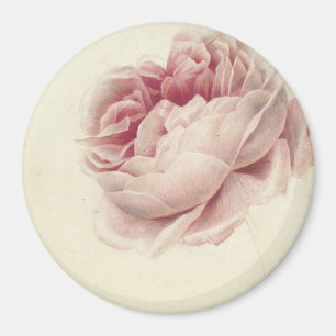 Íman Roze Roos (1792) – Arte Botânica Vintage Atemporal