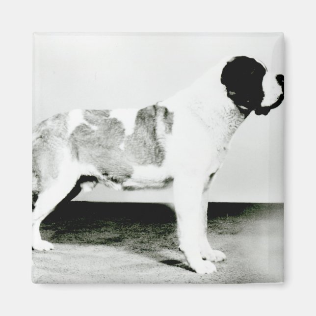 Íman Rua Bernard Dog (Frente)