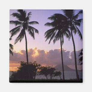 Íman Rua costeira. Gatinhos