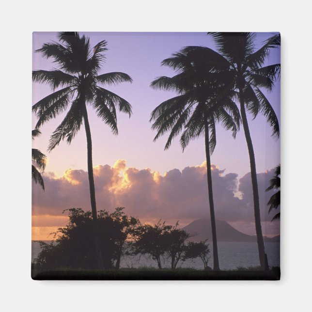 Íman Rua costeira. Gatinhos (Frente)