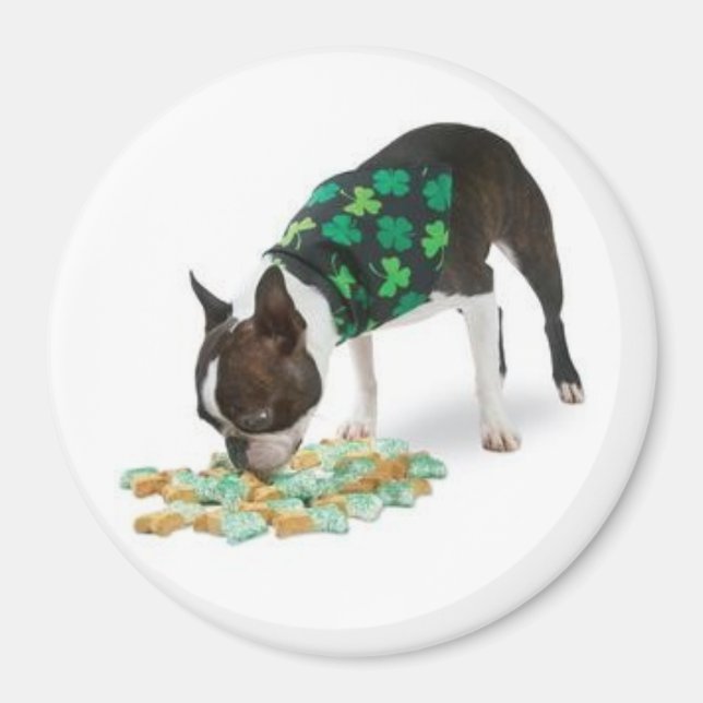 Íman Rua. Dia de Patrick, Boston Terrier Magnet (Frente)