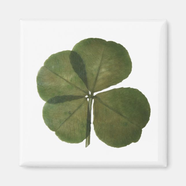 Íman Rua Patrick Real 4 Leaf Clover Get Lucky Magnet (Frente)