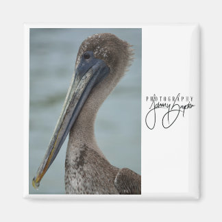 Íman Rua. Pete Pelican 2x2 Magnet