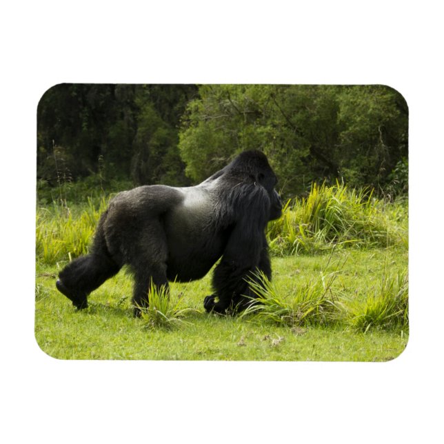 Íman Ruanda, Parque Nacional dos Vulcões (Horizontal)