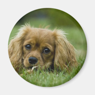 Íman Rubi descuidado do Spaniel de rei Charles