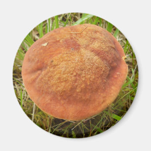 Íman Ruby Bolete Mushroom Magnet