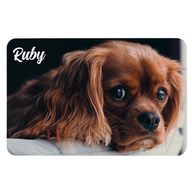 Íman Ruby Cavalier King Charles Spaniel (Horizontal)