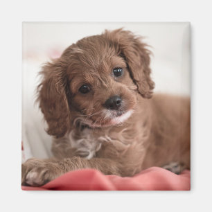 Íman Ruby Cavapoo - Cachorro