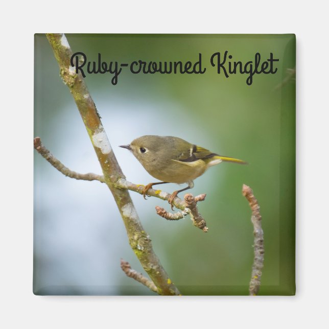 Íman Ruby Crowned Kinglet (Frente)