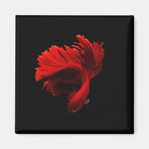 Íman Ruby Red Siamese Fighting Fish