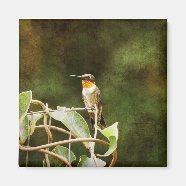 Íman Ruby Throated Hummingbird (Frente)