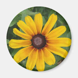 Íman Rudbeckia Magnet