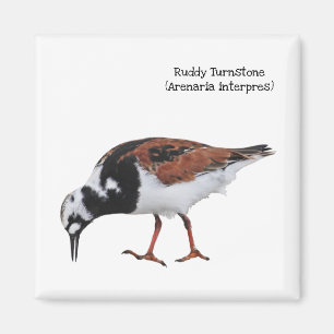 Íman Ruddy Turnstone