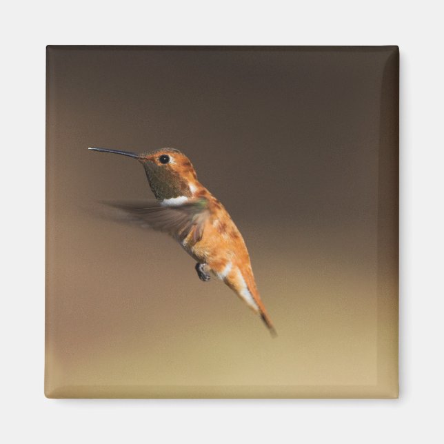 Íman Rufous Hummingbird em voo (Frente)