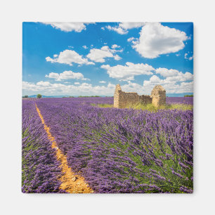 Íman Ruína em Campo de Lavanda, França
