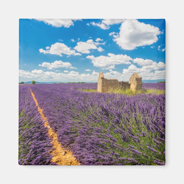 Íman Ruína em Campo de Lavanda, França (Frente)
