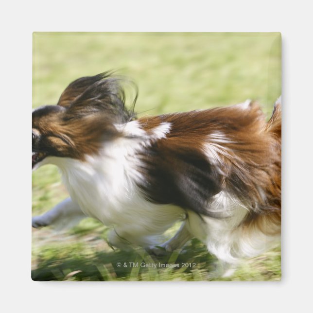 Íman Running Papillon (Frente)