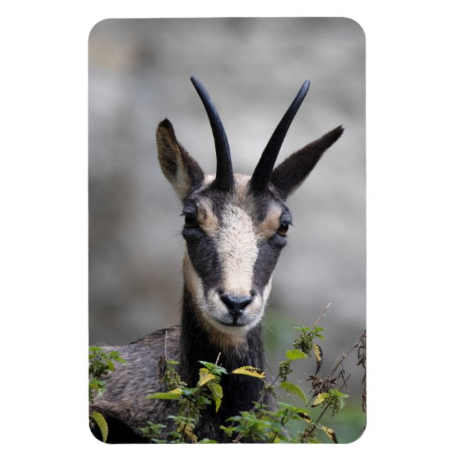 Íman Rupicapra rupicapra (Vertical)