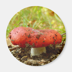 Íman Russula Emetica Magnet