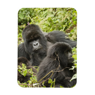 Íman Rwanda, parque nacional dos vulcões. Montanha