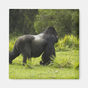 Íman Rwanda, parque nacional dos vulcões. Montanha 2