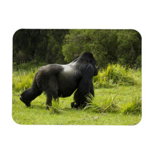 Íman Rwanda, parque nacional dos vulcões. Montanha 2