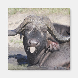 Íman Sabi lixa a tutela, província de Mpumalanga, 2