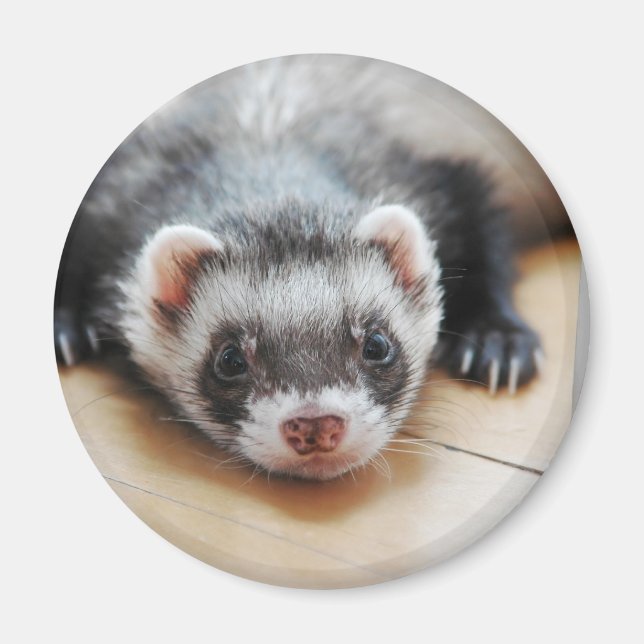 Íman Sable Ferret (Frente)