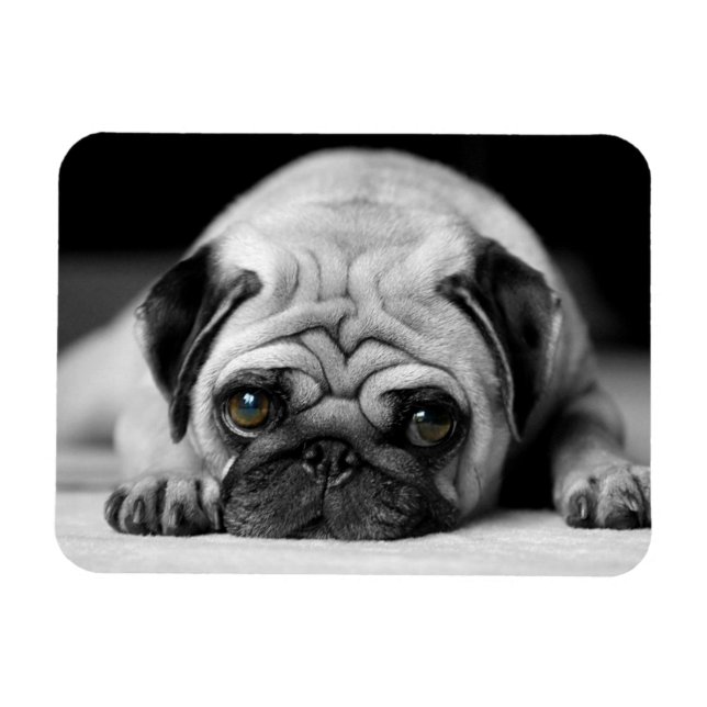 Íman Sad Pug (Horizontal)