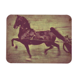 Íman Saddlepurgusto