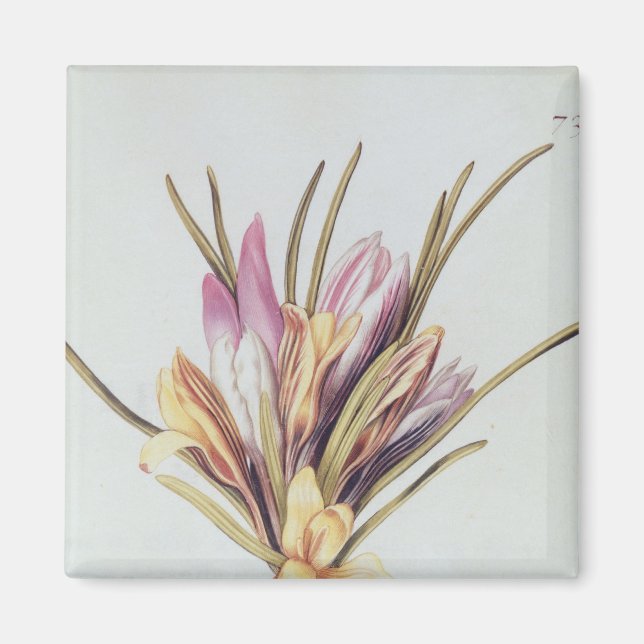 Íman Saffron ou Crocus, de 'La Guirlande de Julie' (Frente)
