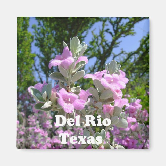 Íman sage roxa do rio texas (Frente)