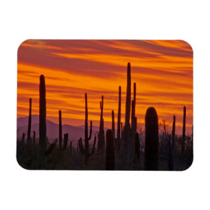 Íman Saguaro, pôr do sol, Parque Nacional Saguaro
