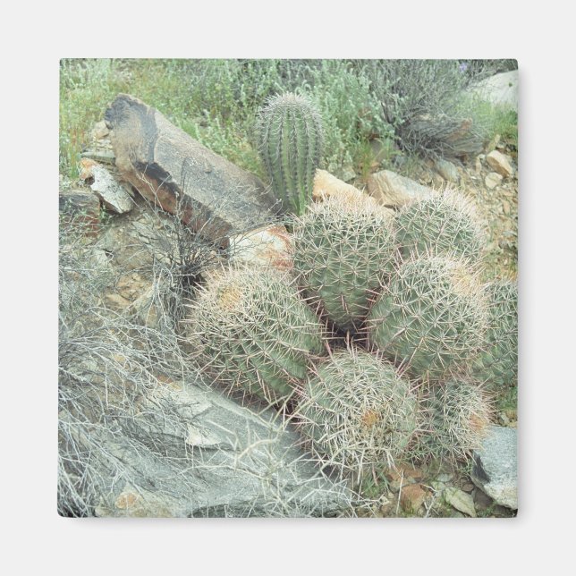 Íman Saguaro Swirl Cactus Refrigerator Gift Magnet (Frente)