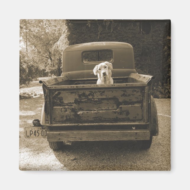 Íman Saia do Dodge - Fotografia Canina (Frente)