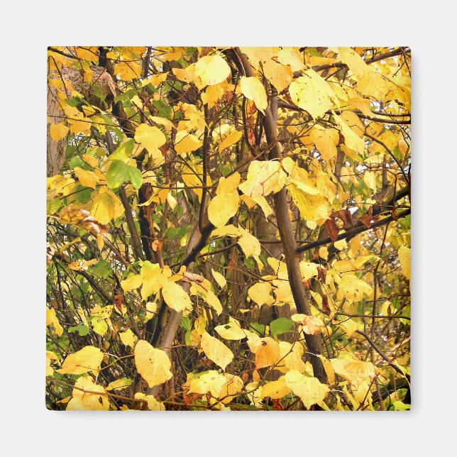 ÍMAN SAÍDAS AMARELAS DO OUTONO (Frente)