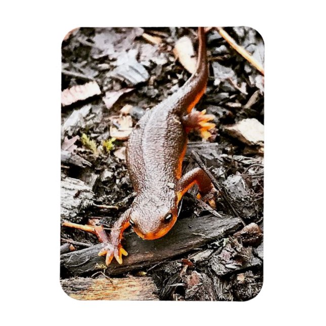 Íman Salamandra na Floresta (Vertical)